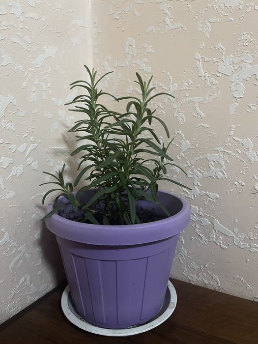 Розмарин пищевой ароматный