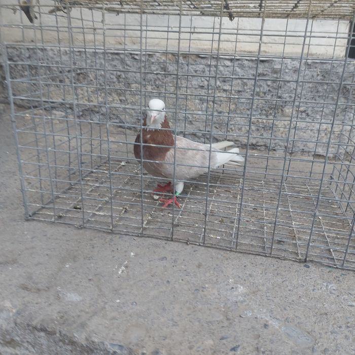 Акбас туркмен лет бой гарантия