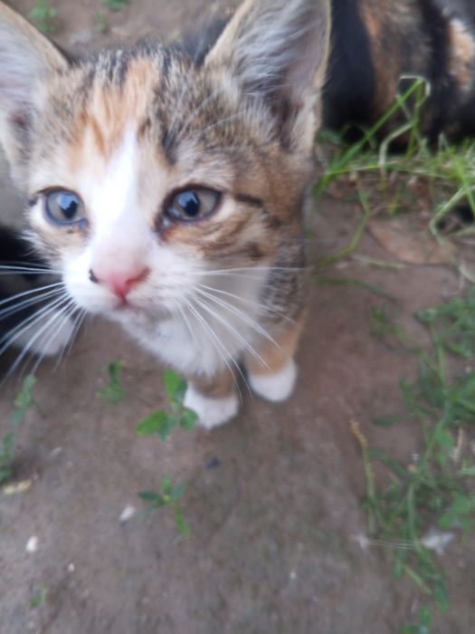 Отдам красивых котят