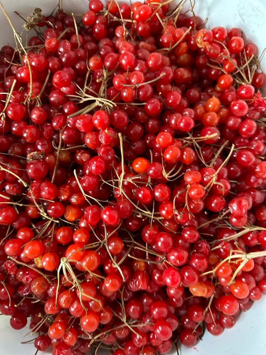 Продам  калина красная чистая