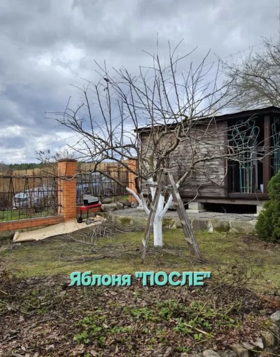 Обрезка . Обрезка плодовых деревьев