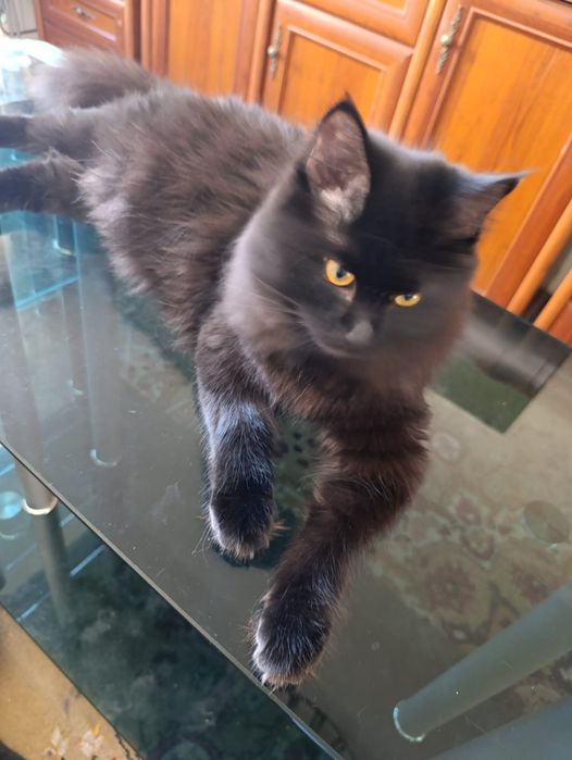 Отдам котят подростков.