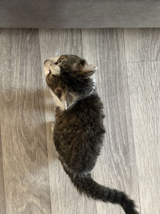 Отдам котенка в добрые руки