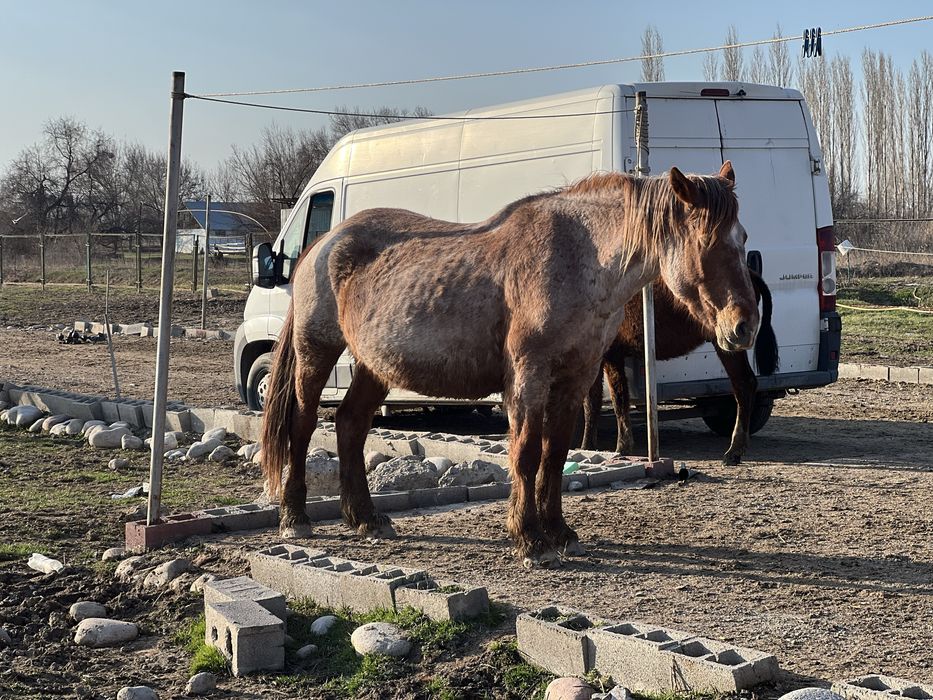 Продаяться кобыла порода