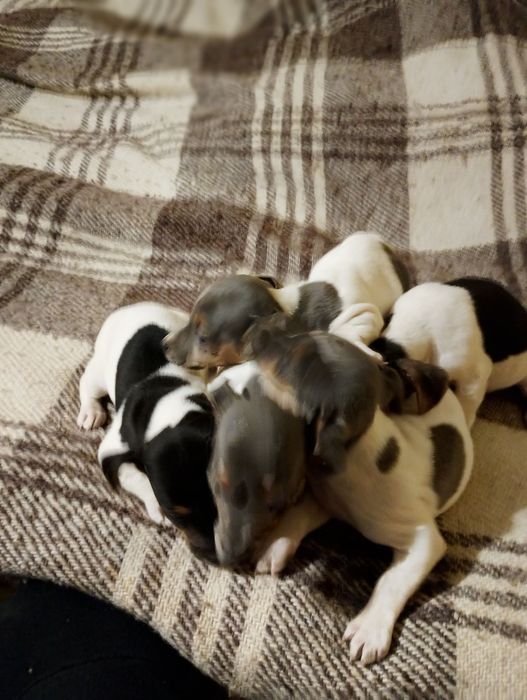 Джак ръсел териер