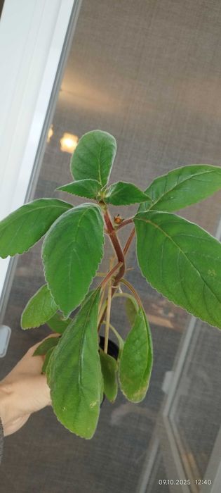 Филодендрон (Philodendron) / Сингониум (Syngonium)