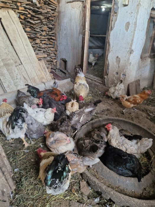 Продам домашних цыплят