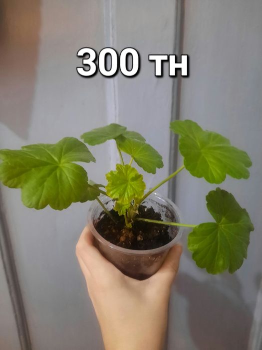 Продам комнатные цветы