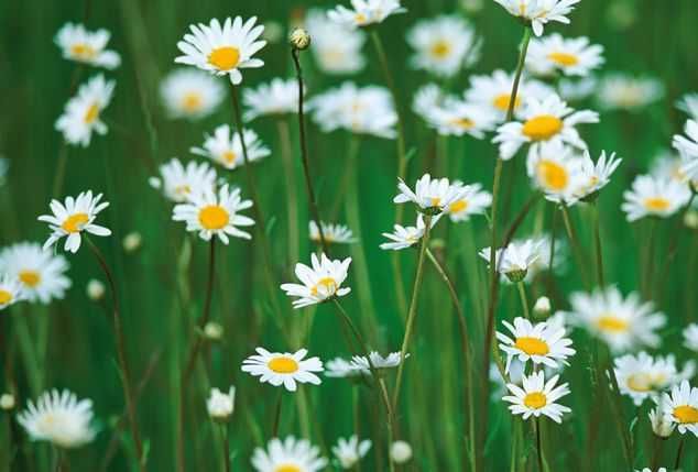 Уред за борба с алергиите в назалната област Medisana Pro Allergy Dev