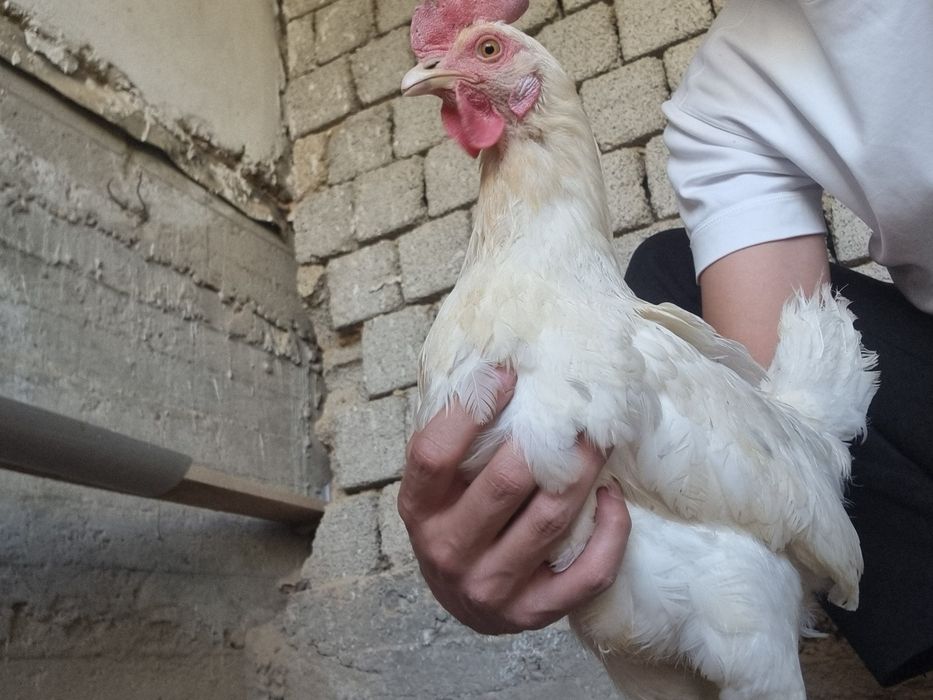 Tovuq xorozlar jaydari oq tovuq