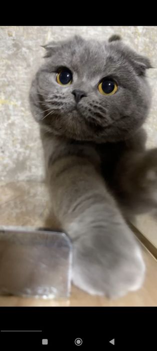 skotch fold qiz 1 yosh qiz