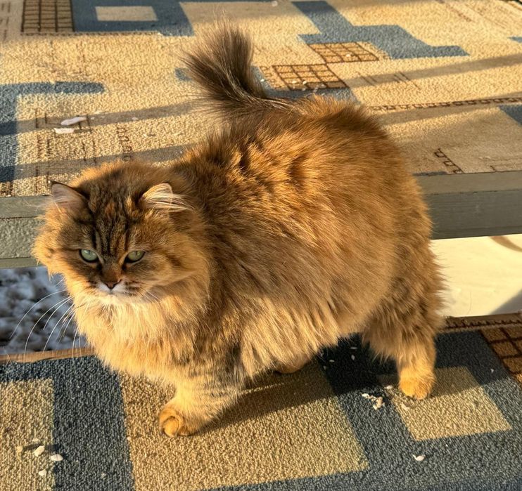 Отдам кошку в добрые руки