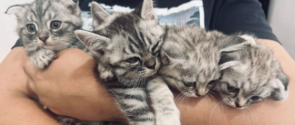 котята шотландской породы