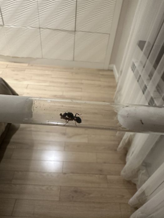 Плодовитая матка Messor structor