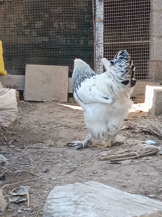 Брама хурозлар сотилади