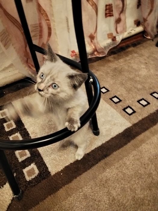 Отдам бесплатно котёнка