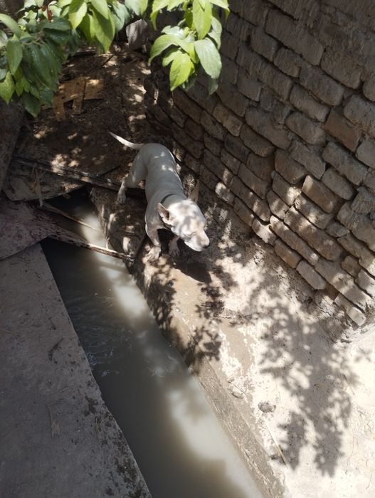 Согдиана фамили парк