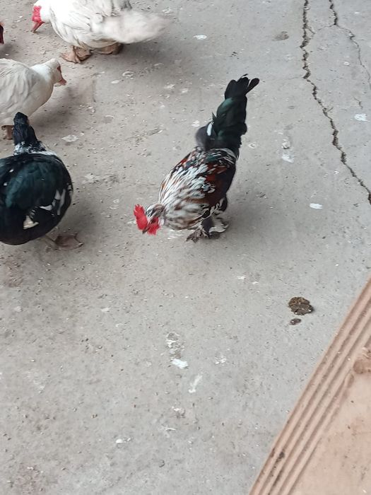 Тауық                              сатылады