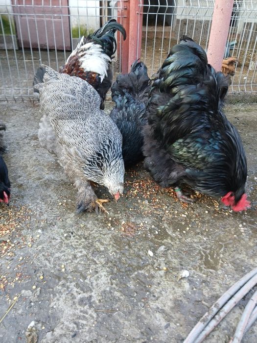 Vănd găini și cocoși de rasă