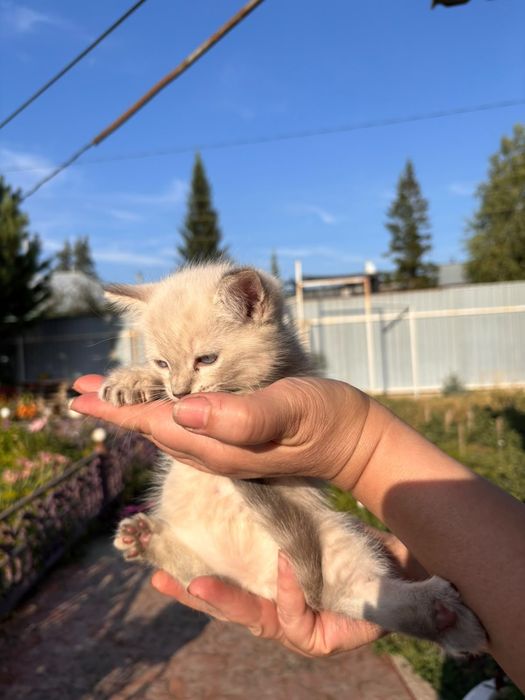Отдам в добрые руки милую кошечку.