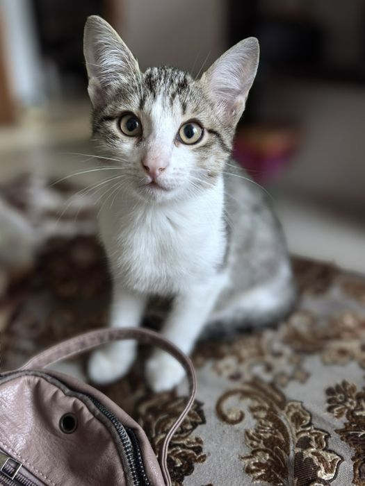 Отдам котёнка  в добрые руки