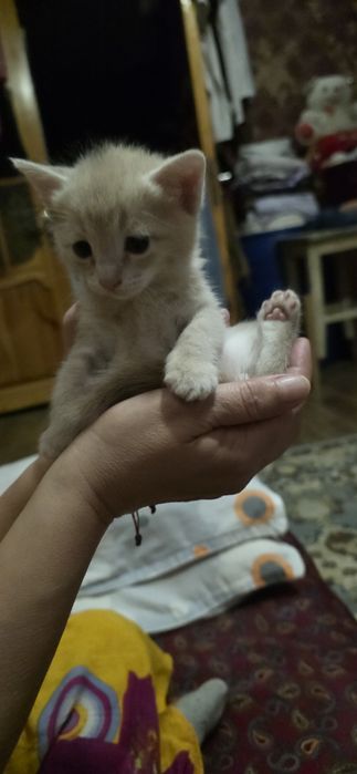 Отдам в хороше руки