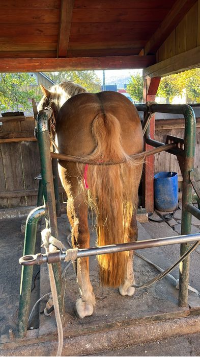 Manz de 2 ani invatat la faiton