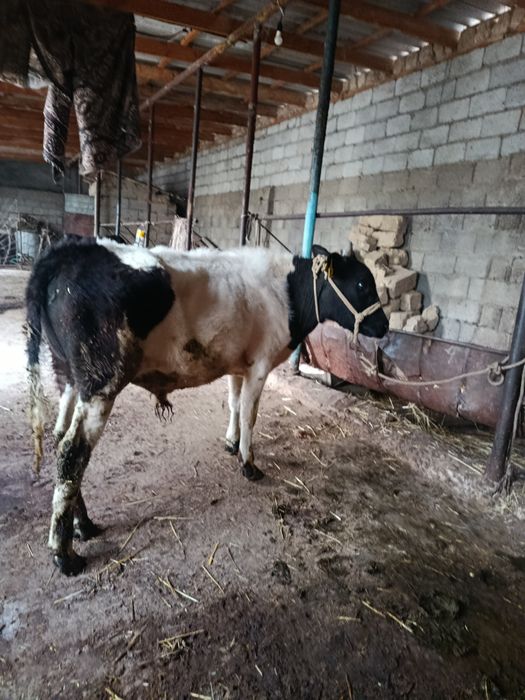 Буқа сатылады аа