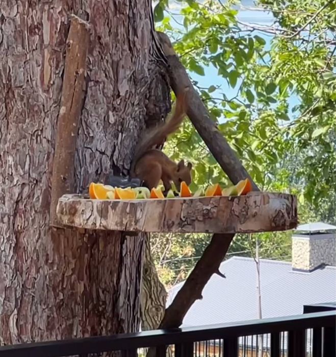 Olmaxon belka parasi