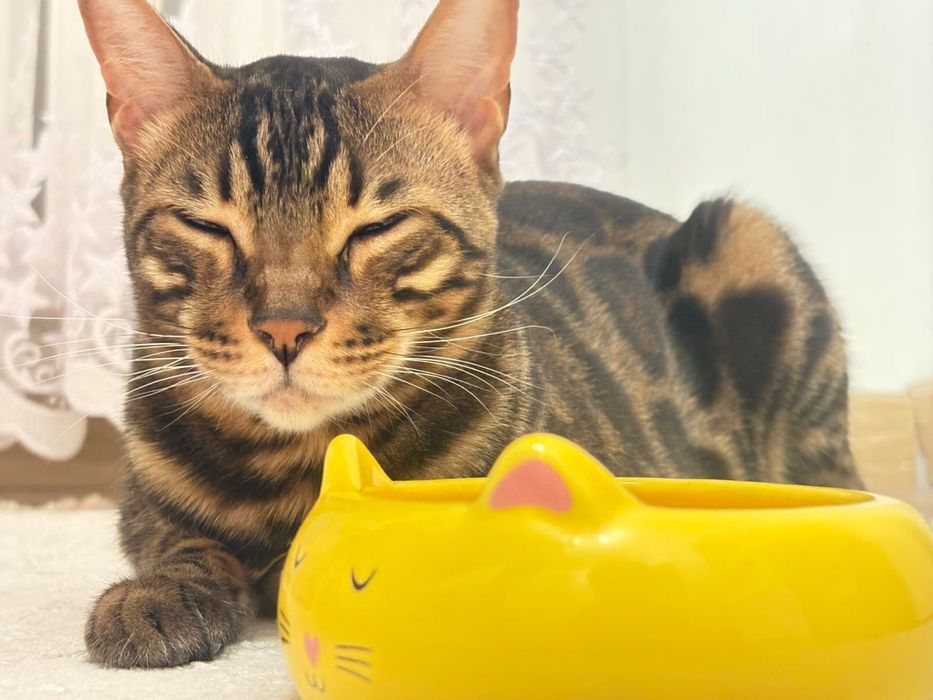 Продам леопардовою кошку