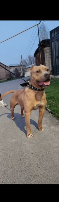 стаффорд ищет невесту