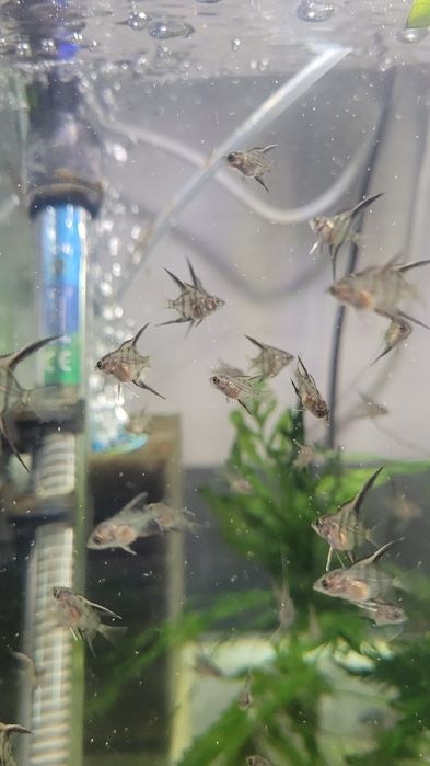 Rio Nanay Angelfish малки