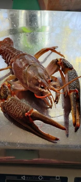 Раки живые морские