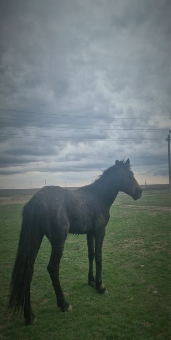 Сатылады, айғырлыққа аламын десеңіз болады.