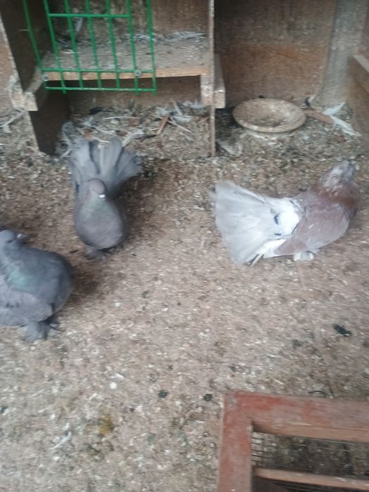 Porumbei voltati indieni/ jucători de galati