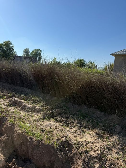 вяз Карагаш Тополь клён