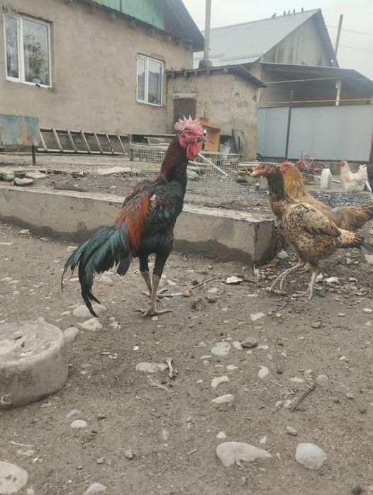 Чолпан нннннннннннн