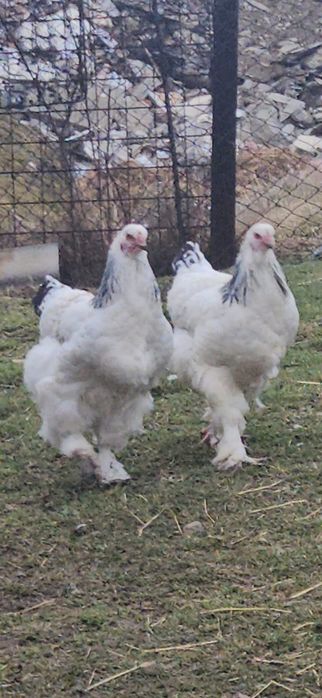 Vând găinu Brahma HD