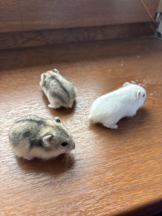 Хомяки джунгарские