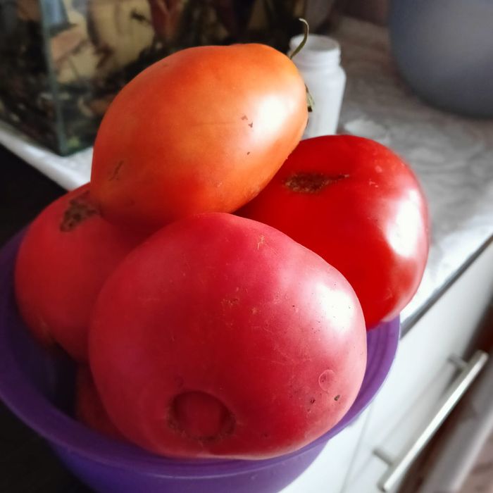 Семена домашних томатов