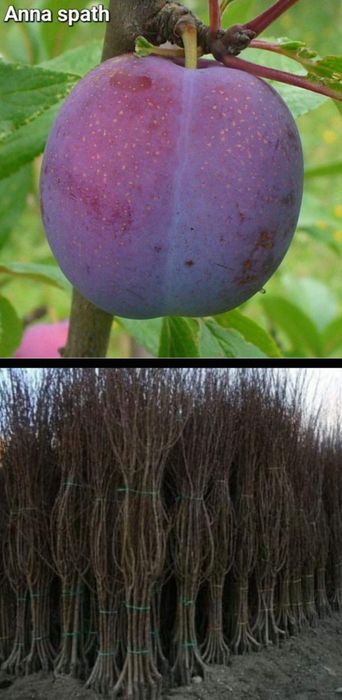 Pruni-pomi fructiferi