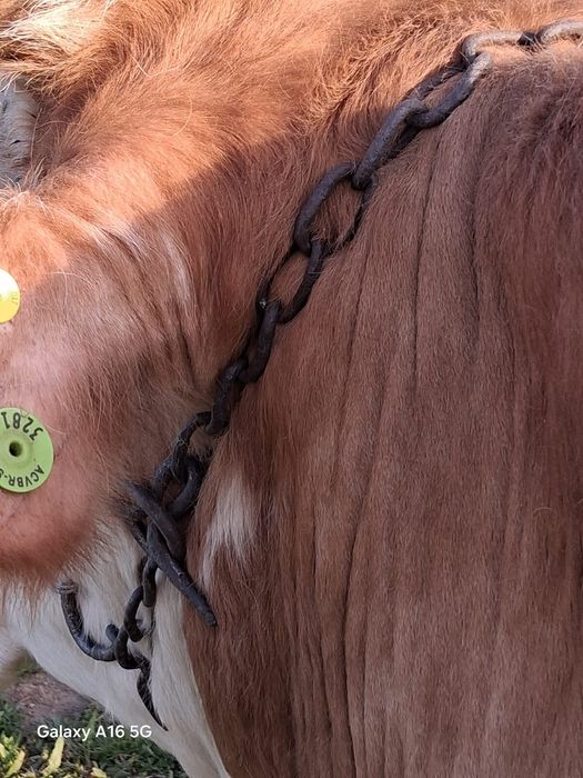 Vând vaca bălțată românească la a3a fătare are tăuraș