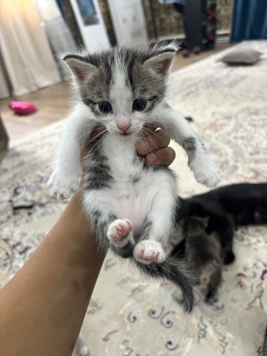 Отдам котят в добрые руки