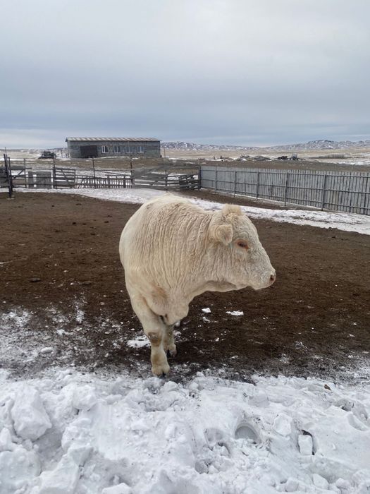 Әулиекөл тұқымды сиыр және бұқа