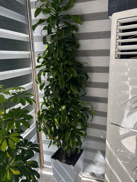 Tuvakli daraxtlar sotiladi optom narxlarda