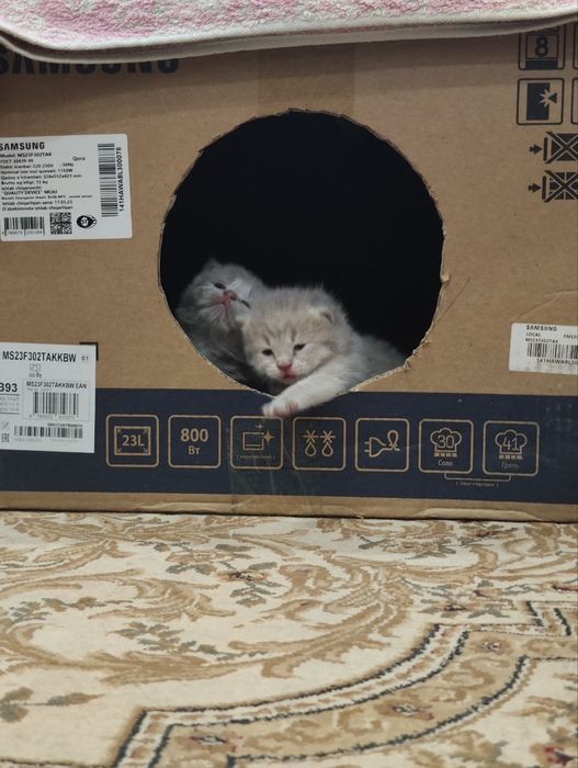 В гости или сходим