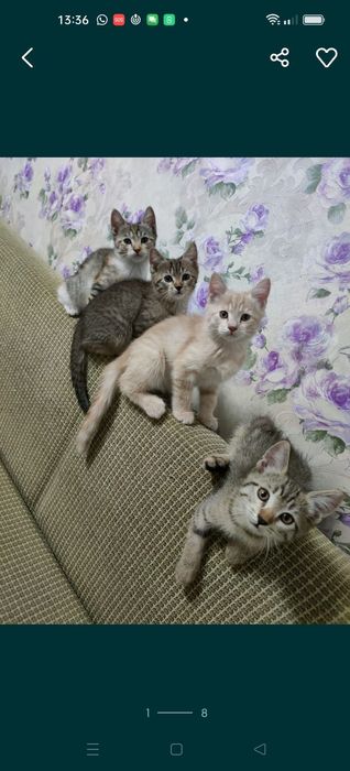 Отдам милых котят в добрые руки