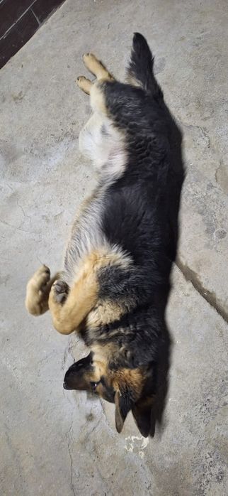 Немецкая овчарка