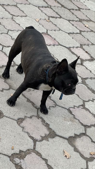 Пикулик порно