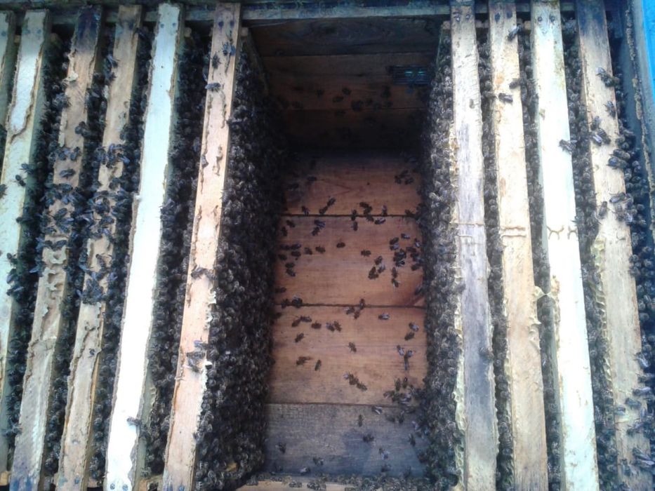 Пчело пакеты